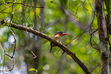 kingfisher  in nature