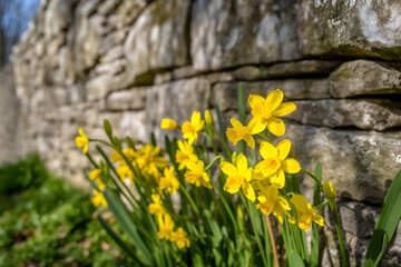 a bunch of yellow flowers in front of a stone wall 
