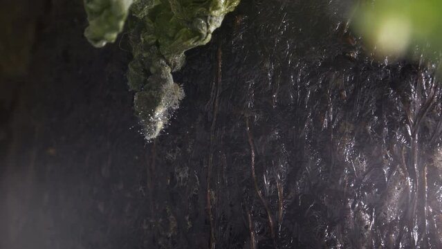 Macro shot of Microorganism proliferation on an Unhealthy plant, Dolly's right motion
