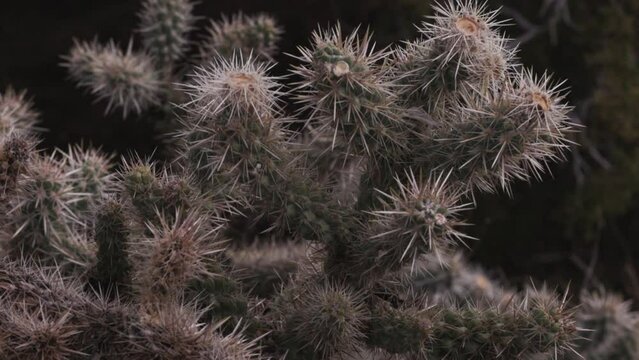 sharp pointy cactus panning video with an evergreen tree blurred in the background and a botany vibe