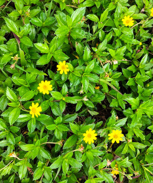 Selective focus. Sphagneticola trilobata or Bay biscayne or Singapore daisy or Creeping-oxeye green plant with yellow flowers soft focus. Green natural background.
