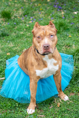 american staffordshire terrier in a tutu