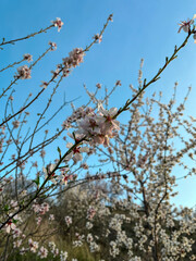 cherry tree blossom
