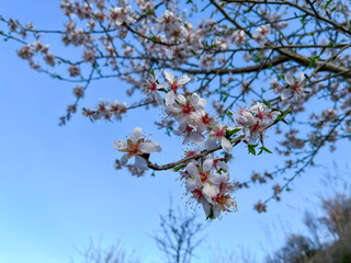cherry tree blossom