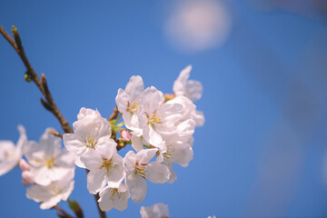Fototapeta na wymiar 桜　淡い春のイメージ　