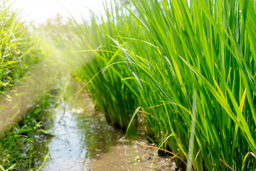 Obraz premium Photo of rice with a root system filled with water.