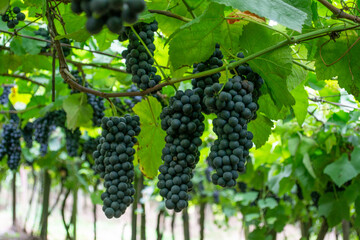 grapes on the vine