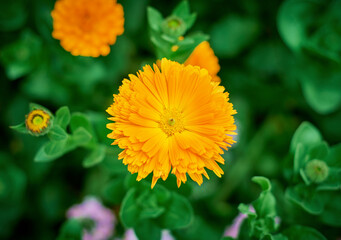 Calendula that blooms in spring