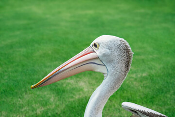 Funny pelican close-up on the background of green grass.