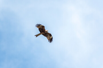 The bird of prey Black Kite flying in blue Sky
