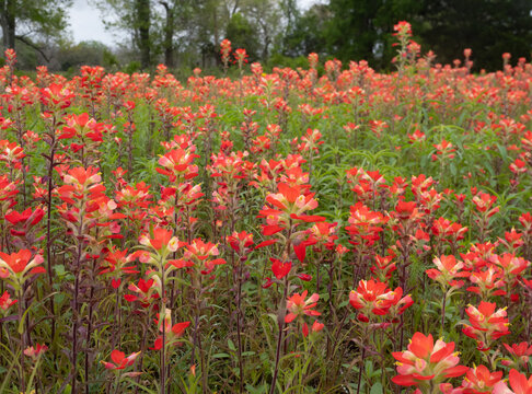 Close Up of Texas Indian Paintbrushes in a Field Near Schulenburg, Texas