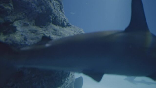 Ominous slow motion image of healthy hammerhead shark in foreground.