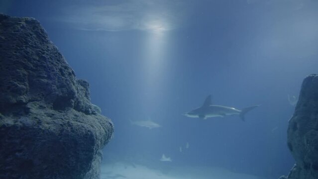 Shark swims peacefully in reef amidst healthy fish population in seascape under environmental protection.