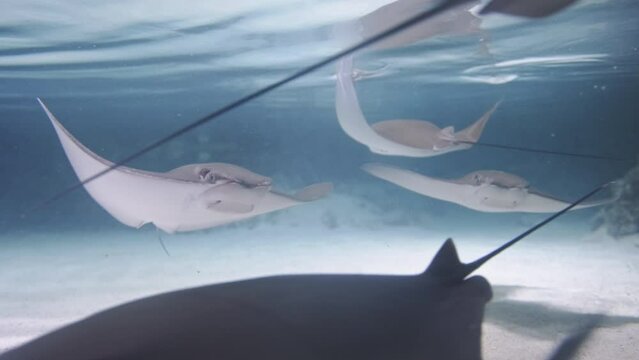 Healthy pod of sting rays swimming in shallow, tropical, environmentally protected waters.