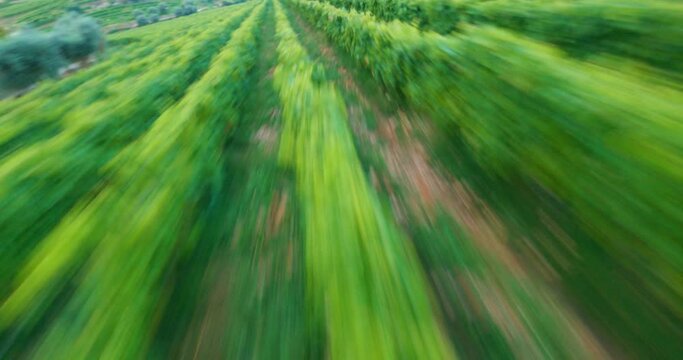 FPV aerial diving down and flying fast over rows of grapevines at a vineyard in the scenic Spanish countryside.