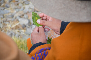 Coca leaf of the Incas