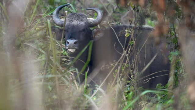 A gaur or wild bison in the tall grass of the Chitwan National Park in Nepal.