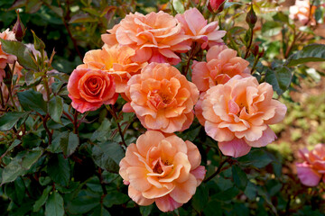 Rosa 'Lambada' (Korapfhecki).  A modern shrub rose bred by Kordes Roses. Also known as 'Mango Tango'.