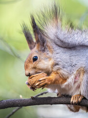 The squirrel with nut sits on a branches in the spring or summer.
