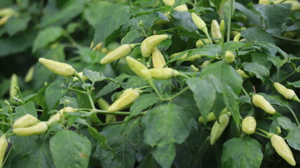Close-up photo of green chilies