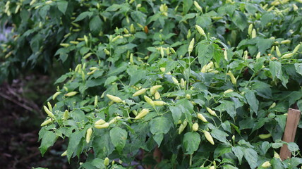 Chili plants in the yard of the house that thrives