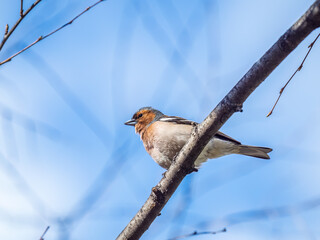 Common chaffinch, Fringilla coelebs, sits on a tree. Common chaffinch in wildlife.