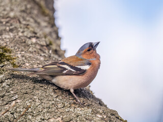 Common chaffinch, Fringilla coelebs, sits on a tree. Common chaffinch in wildlife.