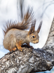 The squirrel with nut sits on a branches in the spring or summer.