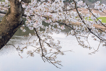 池に映る桜の風景写真