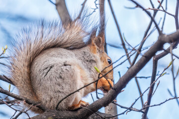 Fototapeta premium The squirrel with nut sits on a branches in the spring or summer.