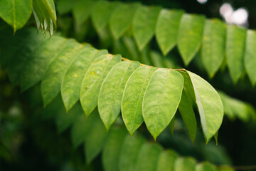 Green tropical plant close-up. Abstract natural floral background Selective focus, macro. Flowing lines of leaves.