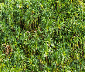 Pandanus Tree with Green Leaves and Golden Tan Fruit in Hawaii.