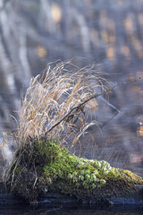 白樺の映り込みと自然の造形（足寄町）