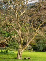 Obraz premium Tan Tree with Dry Brown Leaves in a Green Park Setting.