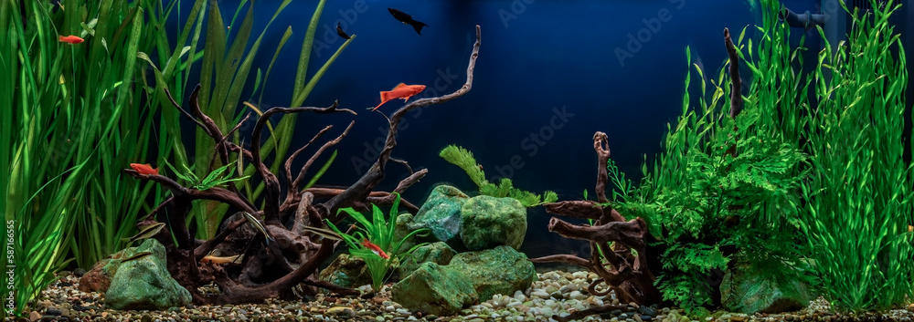 Wall mural freshwater aquarium with snags, green stones, tropical fish and water plants.