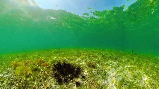 A colony of black sea urchins on the sandy bottom. Sea urchin Echinothrix diadema, commonly called diadema.