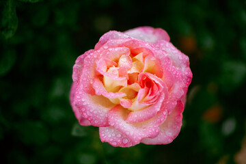 Close Up Beautiful Rose