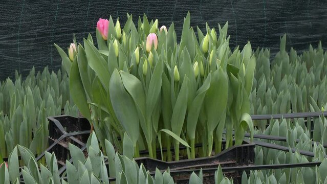 commercial greenhouse. Growing flowers. flower business. hydroponic tulip cultivation in special containers in an industrial greenhouse. many beautiful tulips ripen in the interior of the greenhouse