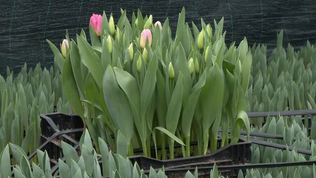 commercial greenhouse. Growing flowers. flower business. hydroponic tulip cultivation in special containers in an industrial greenhouse. many beautiful tulips ripen in the interior of the greenhouse
