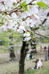 桜