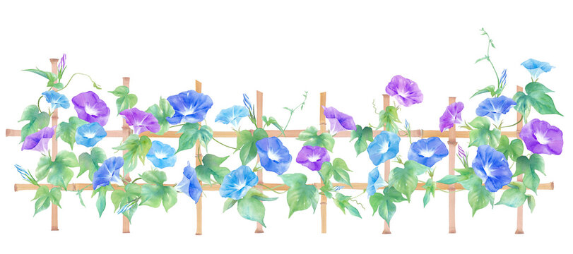 日本の庭に見られるカラフルなアサガオの水彩イラスト。夏のイメージバナー背景。