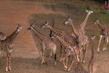 Giraffes from above during safari