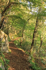 四国カルストの自然美の中の歩道