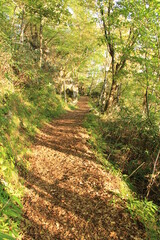 四国カルストの自然美の中の歩道