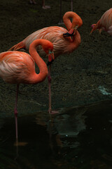 Flamingo neck twisting and wing feathers