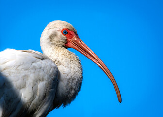 White Ibis and a blue sky!