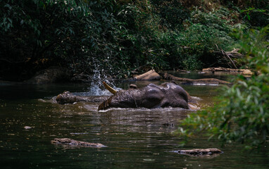 An elephant is swimming in the river at the Thailand Khao Yai national park, Thai elephant washing self body in the canal of wild.