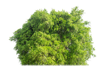 Shrubs isolated on transparent background with clipping path and alpha channel.