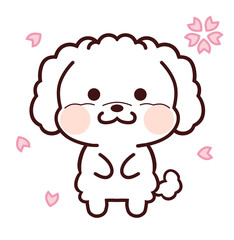 桜を見上げる白いトイプードル