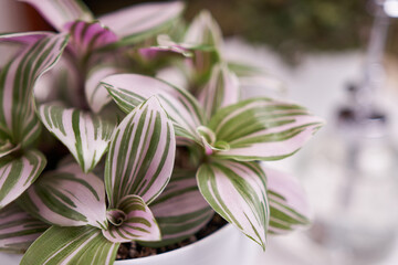 macro shot of tradescantia pink clone potted plant indoors close-up